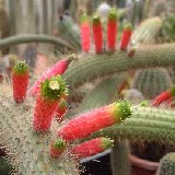 Cleistocactus smaragdiflorus (Argentina) only cuttings